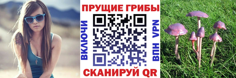 Галлюциногенные грибы Cubensis Юрга
